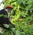 This is an Udzungwa red colobus monkey.