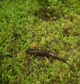 A juvenile salamander (<i>Desmognathus monticola</i>) that was marked (note red spots) by researchers travels over land to a new stream.