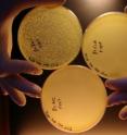 The key experiment shows the successful protection of a phage-sensitive bacterial strain against a virus. Top-right - bacterial lawn growing in absence of virus; Top-left -holes in the lawn (plaques) caused by growth perturbation due to phage; Bottom - when equipped with the right components of the CRISPR/Cas defense system, the bacteria became resistant to virus infection.