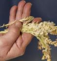 A maize tassel infected with corn smut. The tumors are the large white, bulbous growths, some of which have turned yellow or brown.