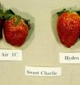 Hydrocooled strawberries (right) were more resistant to applied pressure than those that were forced-air cooled following storage at 34 degrees F.
