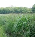 Switchgrass is a biofuel crop that can be harvested and processed into a nursery substrate.
