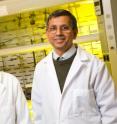 Raghuraman Kannan (left), and Kattesh Katti, faculty members in the department of radiology at the University of Missouri, have discovered gold nanoparticles that could be used to treat a variety of cancers.