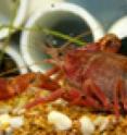 Eating raw crayfish can result in a severe parasitic infection. Eating raw crayfish can result in a severe parasitic infection.