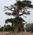 Ramzi Touchan of the University of Arizona's Laboratory of Tree-Ring Research takes a core from an Altas cedar, also known as Cedrus atlantica, in Morocco. Ramzi Touchan of the University of Arizona's Laboratory of Tree-Ring Research takes a core from an Altas cedar, also known as Cedrus atlantica, in Morocco.