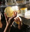 Reeta Prusty Rao, assistant professor of biology and biotechnology at Worcester Polytechnic Institute, examines plates on which samples of the yeast <I>Saccharomyces cerevisiae</I> are growing.
