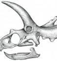 This is a line drawing of the skull of a new species of horned dinosaur unearthed in southern Mexico. This is a line drawing of the skull of a new species of horned dinosaur unearthed in southern Mexico.