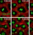 Time-lapse monitoring of zebrafish embryos during cell division after embryos were microinjected with azido sugars, allowed to develop for 10 hours, then reacted with DIFO. Top right of each image shows elapsed time (h:min:sec). Red marks the DIFO signal around the cell membrane, green identifies cell nuclei. Time-lapse monitoring of zebrafish embryos during cell division after embryos were microinjected with azido sugars, allowed to develop for 10 hours, then reacted with DIFO. Top right of each image shows elapsed time (h:min:sec). Red marks the DIFO signal around the cell membrane, green identifies cell nuclei.