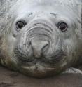 Elephant seal "Gustavo" weighs 3 tons and measures 4 meters in length.