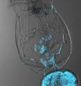 This confocal fluorescence microscope image shows a female rotifer treated with a fluorescent progesterone probe.