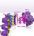 By leveraging nature's solution to ligand selectivity, Stewart et al. developed a selective inhibitor of anti-apoptotic MCL-1, which has emerged as a formidable survival factor for a wide variety of cancers. By screening a panel of stapled peptide helices of BCL-2 family protein interaction domains, the team discovered that, ironically, MCL-1's own BH3 death domain helix is a uniquely exclusive MCL-1 inhibitor that resensitizes cancer cells to select apoptotic stimuli that are especially blunted by MCL-1 expression.