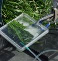 Cheatgrass photosynthesizes in an artificial atmosphere during a labeling experiment. The experimental "chamber" is essentially a CD jewel case fitted with an O-ring.