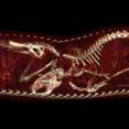 This is a giant Burmese Python digesting three rats. This is the first time the complete digestion cycle of a Burmese Python has been visualized with modern MRI and CT imaging techniques.