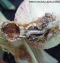 This shows a caterpillar attacking corn ear.