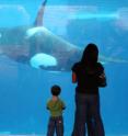 A mother and her child watch a captive killer whale. A mother and her child watch a captive killer whale.