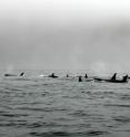 This is a pod of killer whales. This is a pod of killer whales.