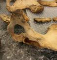 The new technique for determining the sex of skeletal human remains based on examination of the pelvic bones is significantly more accurate than traditional visual inspections.