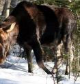 This is a moose from Isle Royale.