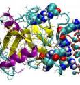 OC-17 binds and encourages the nanoparticles of calcium carbonate to transform into "calcite crystallites."