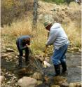 Arizona Master Watershed Steward program participants sample macroinvertebrates in Tonto Creek, Arizona.