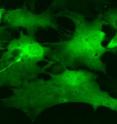 This image of brainstem astrocytes was taken using a confocal microscope.