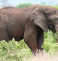 Elephants live for many years not only because their size protects them from predators, but also because their large brain (relative to the size of their body) enables them to find food when the dry season arrives.