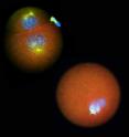 When the nucleolinus is damaged with an infrared laser, a fertilized Spisula egg cell (bottom right) does not proceed through cell division, and its cell division apparatus (blue and yellow) is malformed. The top left cell shows proper cell division in a fertilized egg with an undamaged nucleolinus.