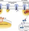 A schematic model for the local control of EC coupling and ET coupling in nerve and muscle is part of the Perspectives on Local Calcium Signaling in the August issue of the <I>Journal of General Physiology</i>.