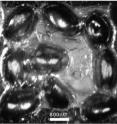 This is an array of nine blowfly corneas coated in nickel.