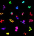 This image shows a montage of clusters of cells adhering to each other by matching gamma-protocadherin proteins, which are shown in false color and arranged for artistic effect.