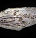 The Natural History Museum of Los Angeles County's mosasaur fossil contains four slabs, which make up a virtually complete, 20-foot specimen. Pictured here is the skull portion of the specimen.