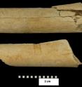 These two bones from Dikika, which have been dated to roughly 3.4 million years ago, provide the oldest known evidence of stone tool use among human ancestors. Both of the cut-marked bones came from mammals -- one is a rib fragment from a cow-sized mammal, and the other is a femur shaft fragment from a goat-sized mammal. Both bones are marred by cut, scrape, and percussion marks.