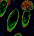 This cross-section of skin shows rat thymic epithelial cells (green) contributing to hair follicles and sebaceous glands.