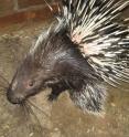 Wild porcupine might be a tasty treat in countries around the world, but populations of the spiky rodent are coming under threat in Vietnam due to illegal hunting -- according to new research from the University of East Anglia.
