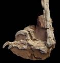 This is the fossilized hindlimb <i>Balaur bondoc</i> showing the double sickle claws of the foot, one of 20 unique features found on a Late Cretaceous island in what is now Europe.