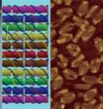 This is the design for the DNA Möbius strip. Single-stranded viral DNA is used as scaffolding and 164 short segments of DNA are used as staple strands, to create the nanostructure. The Möbius form is composed of eleven double helices, assembled in parallel (left). Each double-helical length contains a twist of 180 degrees along its central axis, before it seamlessly reconnects with itself. The central helix, (seen in red) circles around the length of the strip once. The other helices circle twice, while also twisting around the core helix by 180 degrees before reconnecting to close the Möbius loop. 

(Center) A small segment of the strip with the details of the helices shown. Scaffold strands are seen in blue and staple strands are different colors. To create the Möbius, 20.5 units like this were used, with the precise folding pattern pre-programmed through the design of appropriate nucleotide base-pairing.
(Right) Atomic Force Microscopy image.
