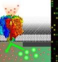 The transport of fluorescence-labeled compounds across the lipid membrane can be monitored in real-time by accumulation or release from micro-compartments on the chip. Each nanopore is connected individually to one such compartment. Hence, one can analyze thousands of different drug compounds on a single chip. The transport of fluorescence-labeled compounds across the lipid membrane can be monitored in real-time by accumulation or release from micro-compartments on the chip. Each nanopore is connected individually to one such compartment. Hence, one can analyze thousands of different drug compounds on a single chip.