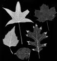 Leaves come in many different shapes. So do the patterns of their veins, which provide vital functions to the plant. Leaves come in many different shapes. So do the patterns of their veins, which provide vital functions to the plant.