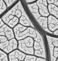 A very close view of the network of an aspen (<i>Populus tremuloides</i>) leaf. The entire image is 1.3 mm x 1.0 mm. The little circular structures between the veins are individual cell walls. A very close view of the network of an aspen (<i>Populus tremuloides</i>) leaf. The entire image is 1.3 mm x 1.0 mm. The little circular structures between the veins are individual cell walls.