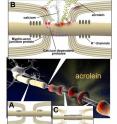 This drawing depicts how the environmental pollutant acrolein may damage nerve insulation called myelin in multiple sclerosis. "A" represents the normal structure of nerve fibers and myelin; "B" represents how acrolein is thought to damage myelin and cell membranes; and "C" shows how nerves with damaged myelin cannot properly conduct signals.