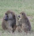 Savannah baboons of Amboseli National Park in southern Kenya have been the subject of ongoing research for over 30 years. These baboons belong to one of seven long-term studies of wild primates included in this study.