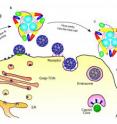 This diagram depicts how the changing arrangement of proteins in a key structure enables viruses to invade and fuse with host cells.