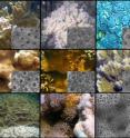 Selected images of the Hawaiian corals used for the HIMB study. Selected images of the Hawaiian corals used for the HIMB study.