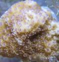 This is a close up of <i>Montipora patula</i> (Sandpaper Rice Coral). This is a close up of <i>Montipora patula</i> (Sandpaper Rice Coral).