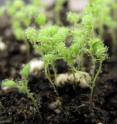 These are pathogen-infected <i>Arabidopsis</i> plants.
