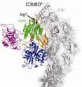 This shows the molecular structure of the complement pro-convertase in complex with factor D. A double safety catch mechanism that involves a tiered and meticulously orchestrated interplay of three proteins (C3b, factor B, factor D) ensures that the destructive action of complement is restricted to target cells such as microbial intruders.