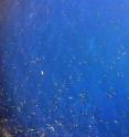 This is an aerial photograph of whale sharks feeding at the Afuera aggregation in August 2009.