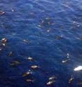 This is an aerial photograph of whale sharks feeding at the Afuera aggregation in August 2009.