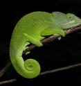 This is a male Mayotte Chameleon (Furcifer polleni), endemic to the island of Mayotte, Comoros. This is a male Mayotte Chameleon (Furcifer polleni), endemic to the island of Mayotte, Comoros.
