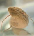 The African lungfish (<i>Protopterus annectens</i>) displays primitive walking behavior in controlled studies. The African lungfish (<i>Protopterus annectens</i>) displays primitive walking behavior in controlled studies.